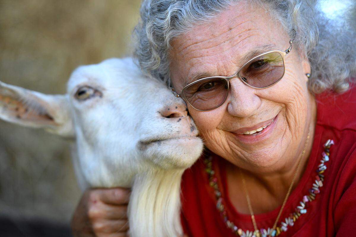 11/03/21—Judy Anderson has been named as this year’s Manatee County Agriculture Hall of Fame inductee for her work with dairy goats. Anderson has shared her knowledge and love for the creatures with children over 30 years through the 4-H Club.