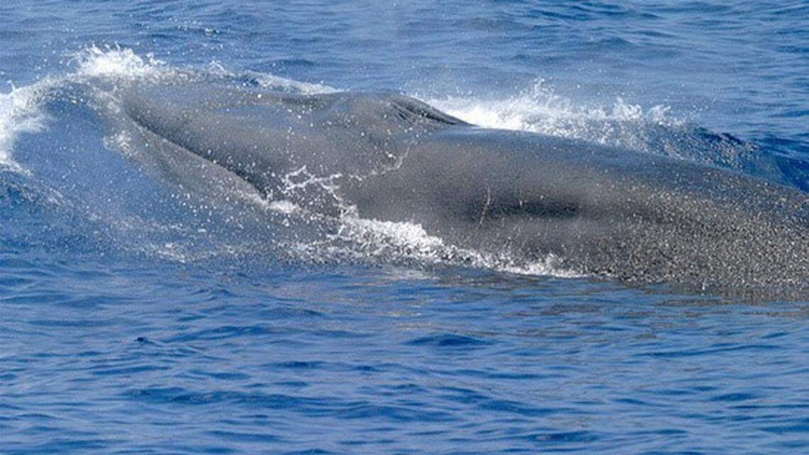 The National Oceanic Atmospheric Association is proposing a rule change to protect endangered Gulf of Mexico Bryde’s whales. West Coast Florida ports are objecting to the rule change, saying that it goes too far.