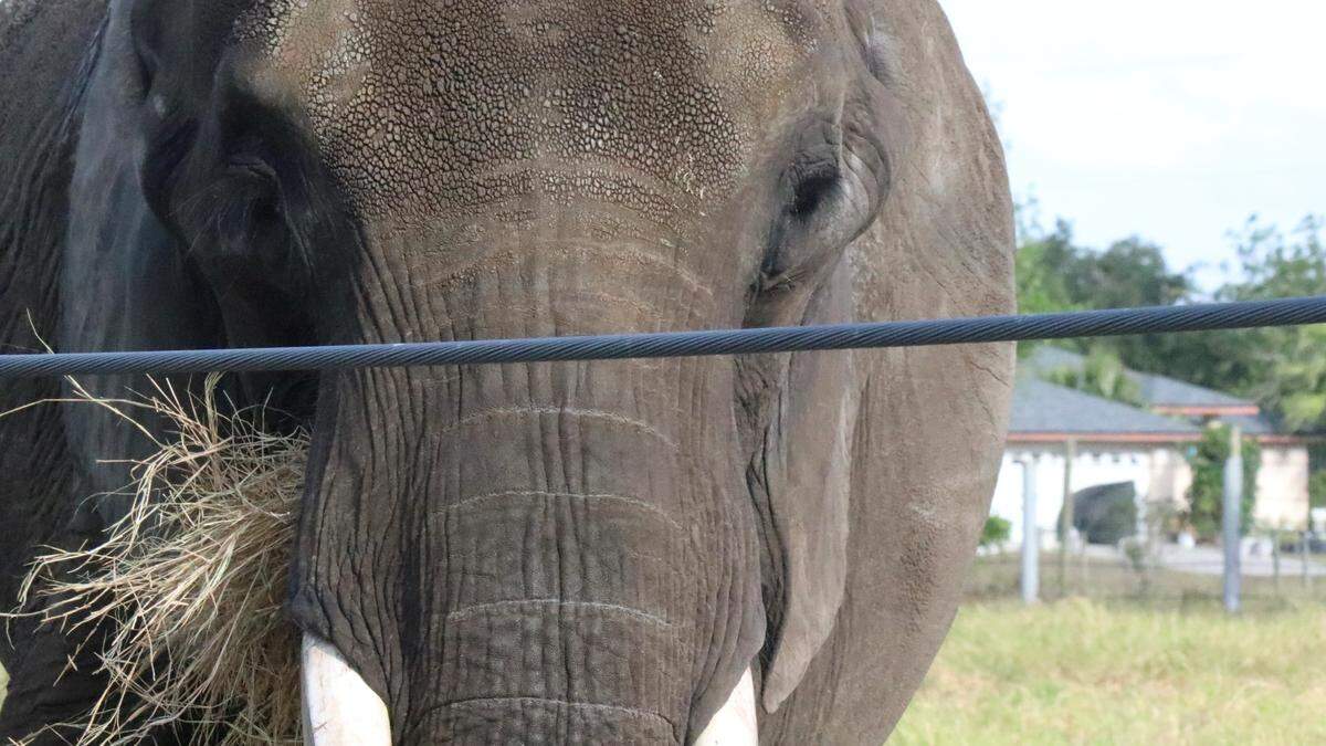 Lou, an African elephant, hovers near a yoga class led by Annemarie Kennedy, at the Myakka Elephant Ranch on 4/10/2023. The class by Operation Warrior Resolution is for veterans and their families, but is also offered to nonveterans.