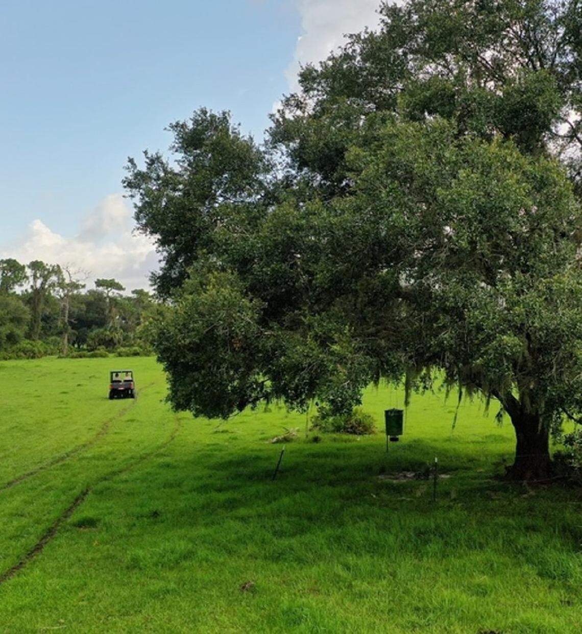 Over 1,400 acres of ranchland in East Manatee County are slated for permanent protection from development after commissioners agreed to buy two agricultural easements in partnership with the state. Pictured is Mossy Island Ranch, where the state and county plan to protect over 400 acres.
