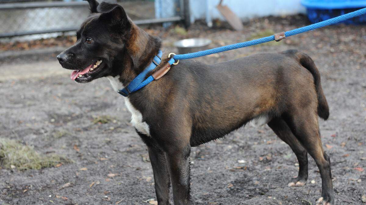 Farley is a young adult male border collie mix that is looking for a good home. Farley is available for adoption from Manatee County Animal Services in Palmetto for a fee of $80, plus a $15 Manatee County tag fee. 
 GRANT JEFFERIES/Bradenton Herald