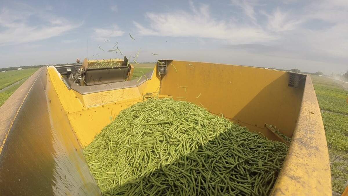 Jones Potato Farm has seen a big increase in its business during the novel coronavirus epidemic and will start its green bean harvest in a few weeks.