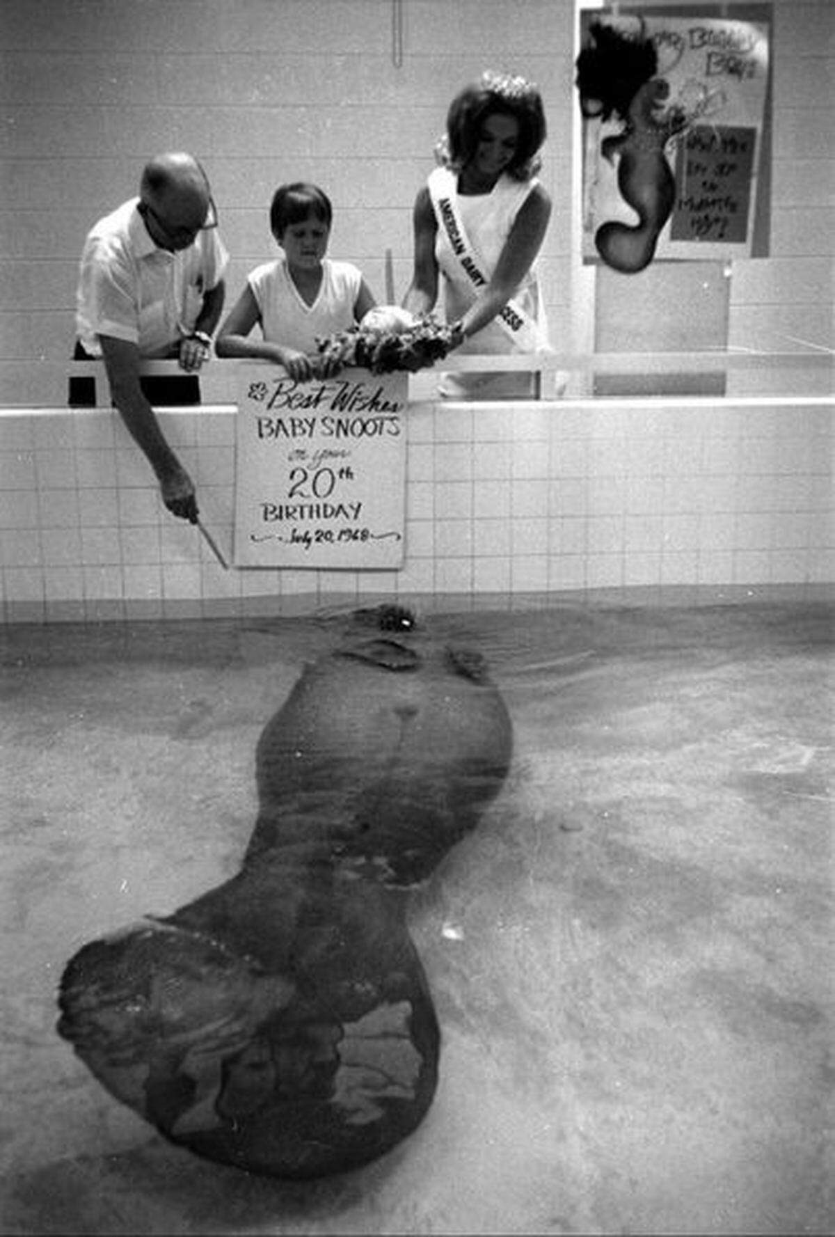 Snooty celebrates his 20th birthday with Bishop Museum staff.