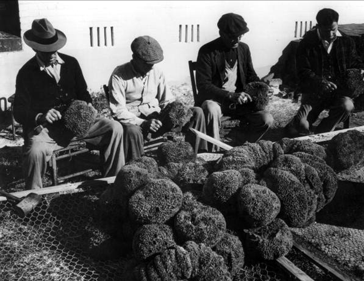 A newly installed exhibit at the Florida Maritime Museum in Cortez highlights the connection between Tarpon Springs, the Bahamas and the sponge industry.