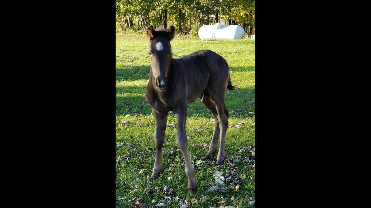 Timothy and Elizabeth’s horse Shiann has a new colt.