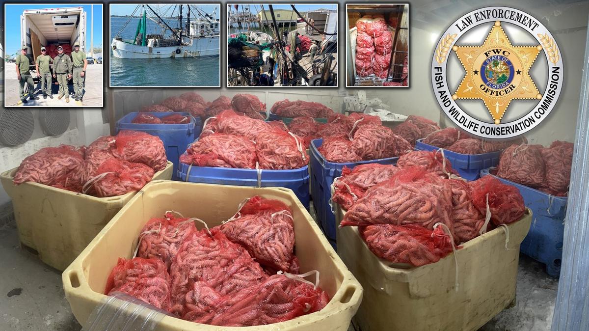 Florida Fish and Wildlife Conservation Commission officials intercepted $30,000 worth of shrimp from a commercial fishing vessel in Tampa Bay on March 3, 2022.