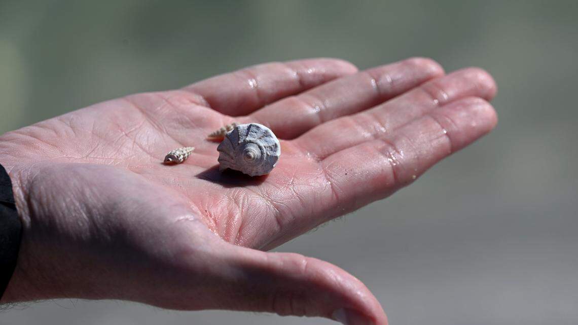 Small shells found in the sand of Paradise Island on Feb. 9, 2026. The Terra Ceia area is a hotspot for fossils and archaeological research.