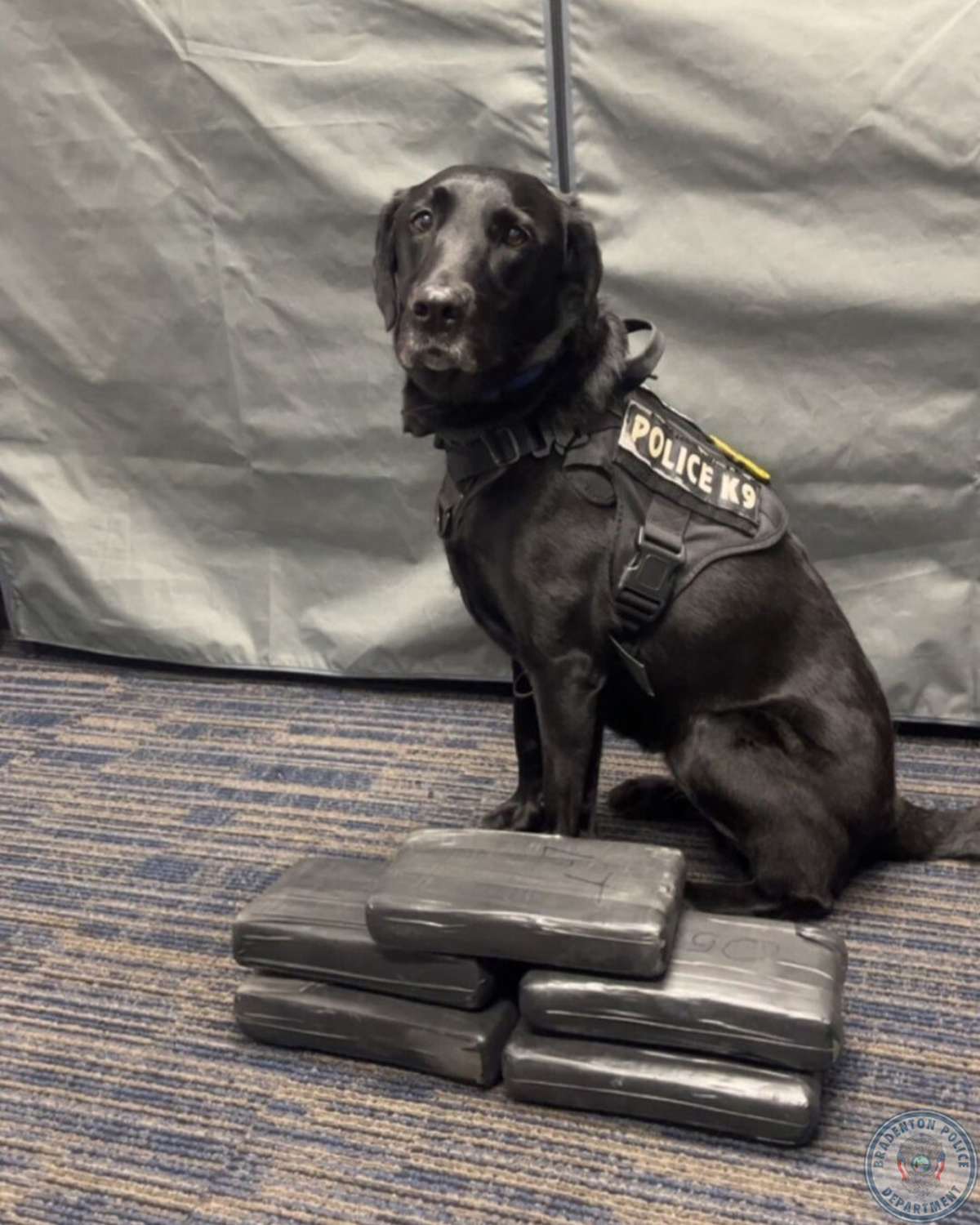 Bradenton Police Department K9 Blue helped police officers uncover nearly 6 kilograms of fentanyl-laced cocaine during a routine traffic stop on Thursday, Jan. 25, 2024, according to the department.