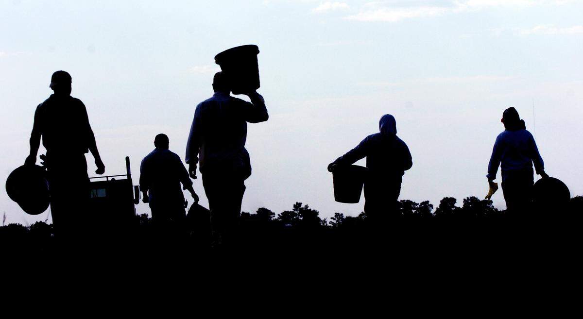Migrant farm workers start a long day of picking tomatoes at a Taylor and Fulton farm on State Road 64, in East Manatee County, during 2006.