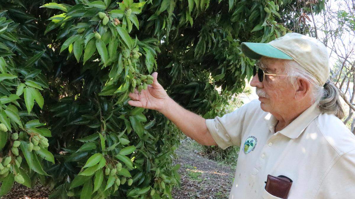5/11/2021--Michael Jaster shows the fruit that is ripening on a lychee tree at Palma Sola Botanical Park. Lychees are among the many varieties of trees that will be available at the rare fruit tree sale at Lakewood Ranch’s Premier Sports Campus 9 a.m. - 3 p.m. Sunday, May 16.