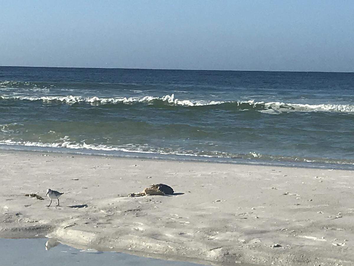One badly decayed dead fish was spotted on an Anna Maria beach, near Palm Avenue, Wednesday morning. It was the only fish spotted along the stretch of beach despite red tide’s persisting presence in the Gulf of Mexico.