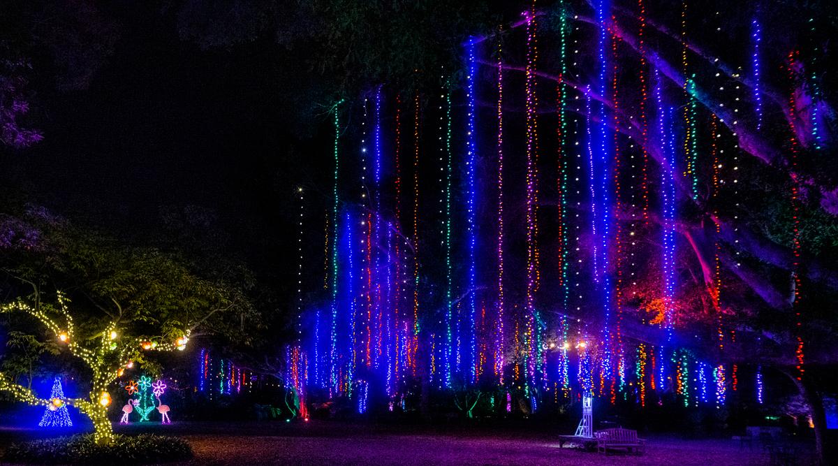 “Lights in Bloom” at Marie Selby Botanical Gardens turns the Sarasota attraction’s grounds into a vivid holiday display by night.