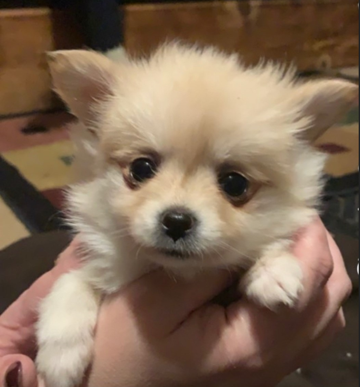 Six puppies worth $35,000 were stolen from Petland in March.