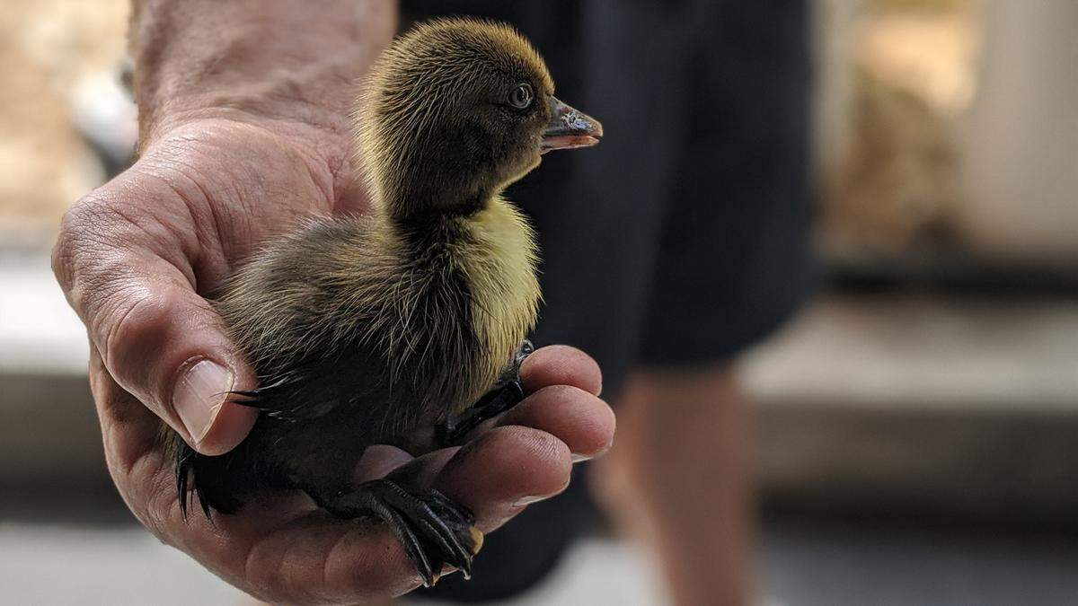 After a tricky rescue operation, firefighters were able to remove a trapped duckling from a storm drain in a downtown Bradenton parking garage.