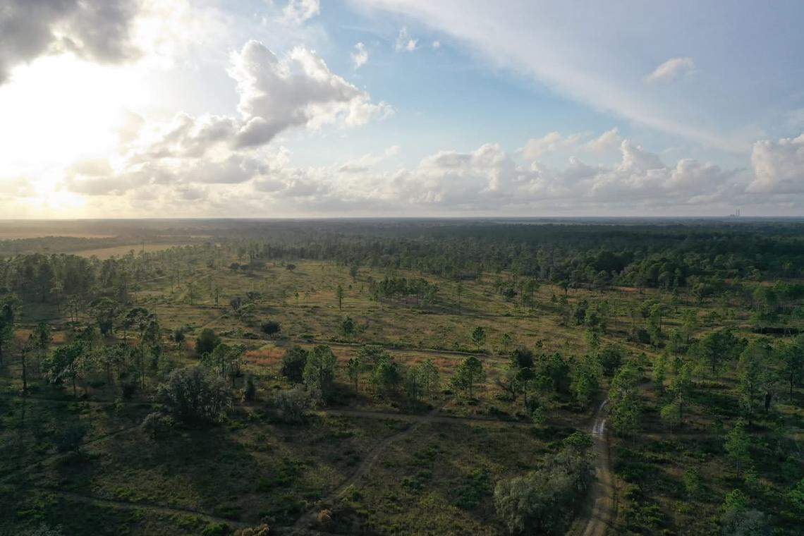 Over 1,400 acres of ranchland in East Manatee County are slated for permanent protection from development after commissioners agreed to buy two agricultural easements in partnership with the state.