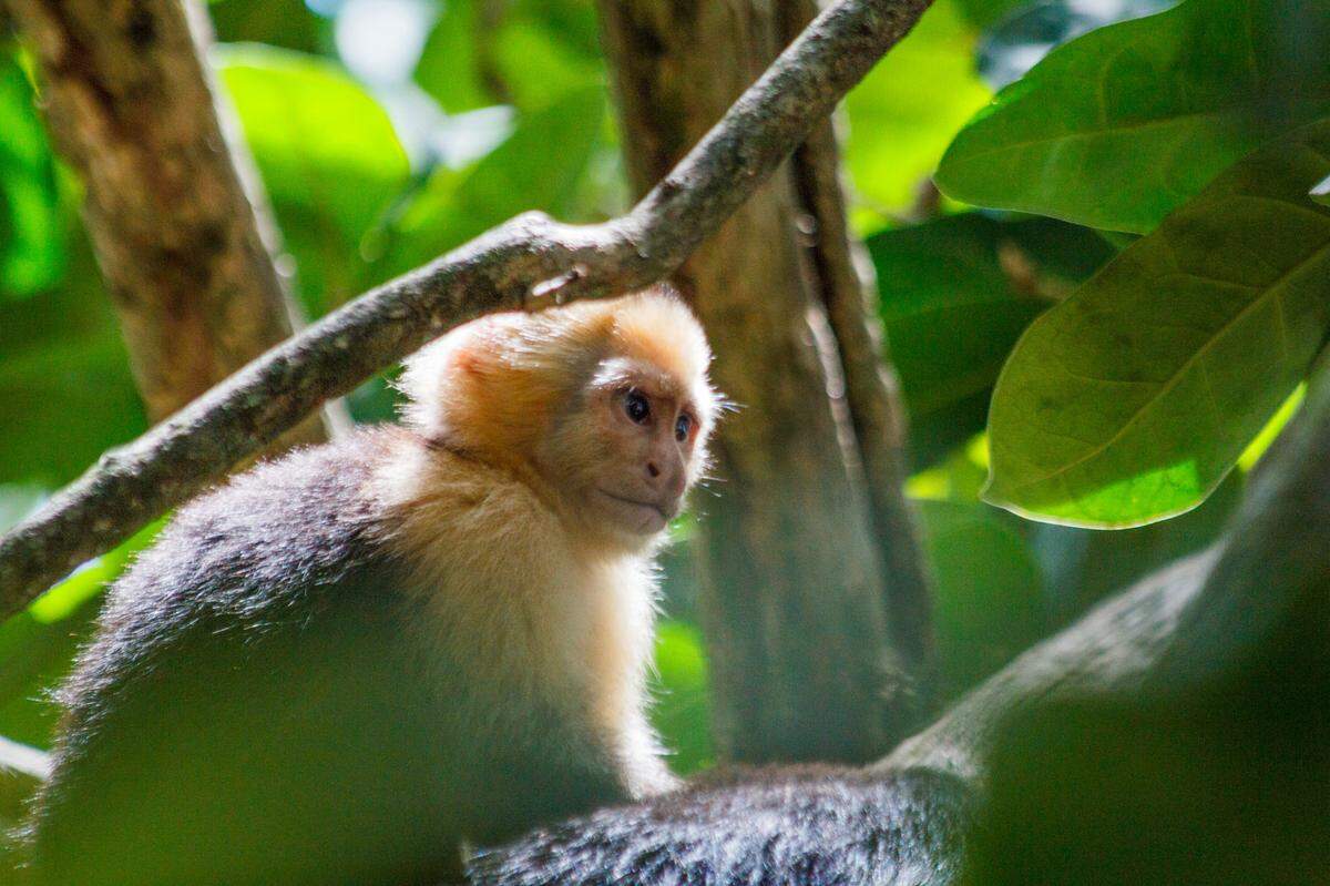 A capuchin monkey in Costa Rica.