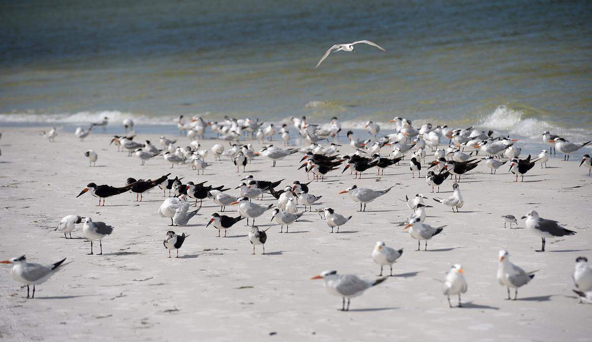 Seagulls and other marine birds gather on Anna Maria Island in this Bradenton Herald file photo.