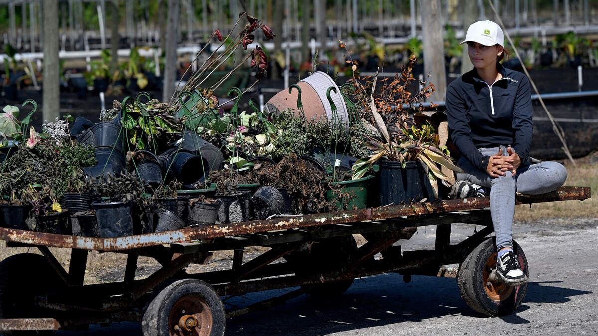 Orban’s Nursery in Northwest Bradenton has been an icon in Manatee County, famous for its annual poinsettia sales. Hurricane Helene devastated the family business, which has been in operation for 100 years and growing poinsettias for over 70 years.