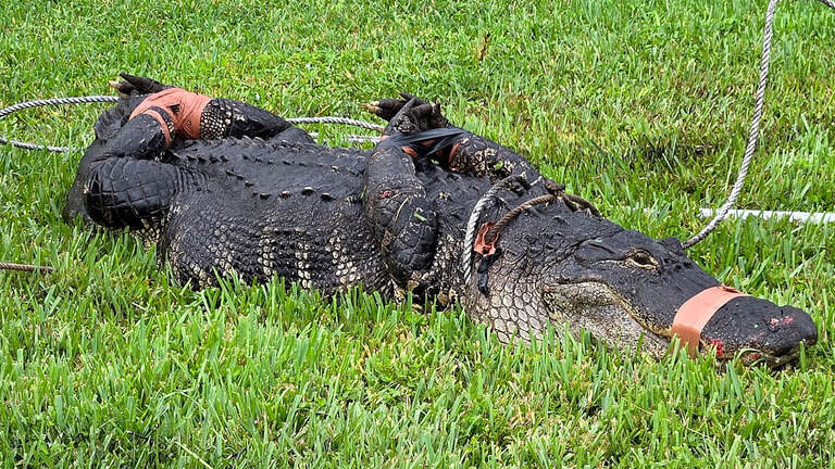 ‘Extremely angry.’ Palmetto couple finds 8-foot alligator outside their home