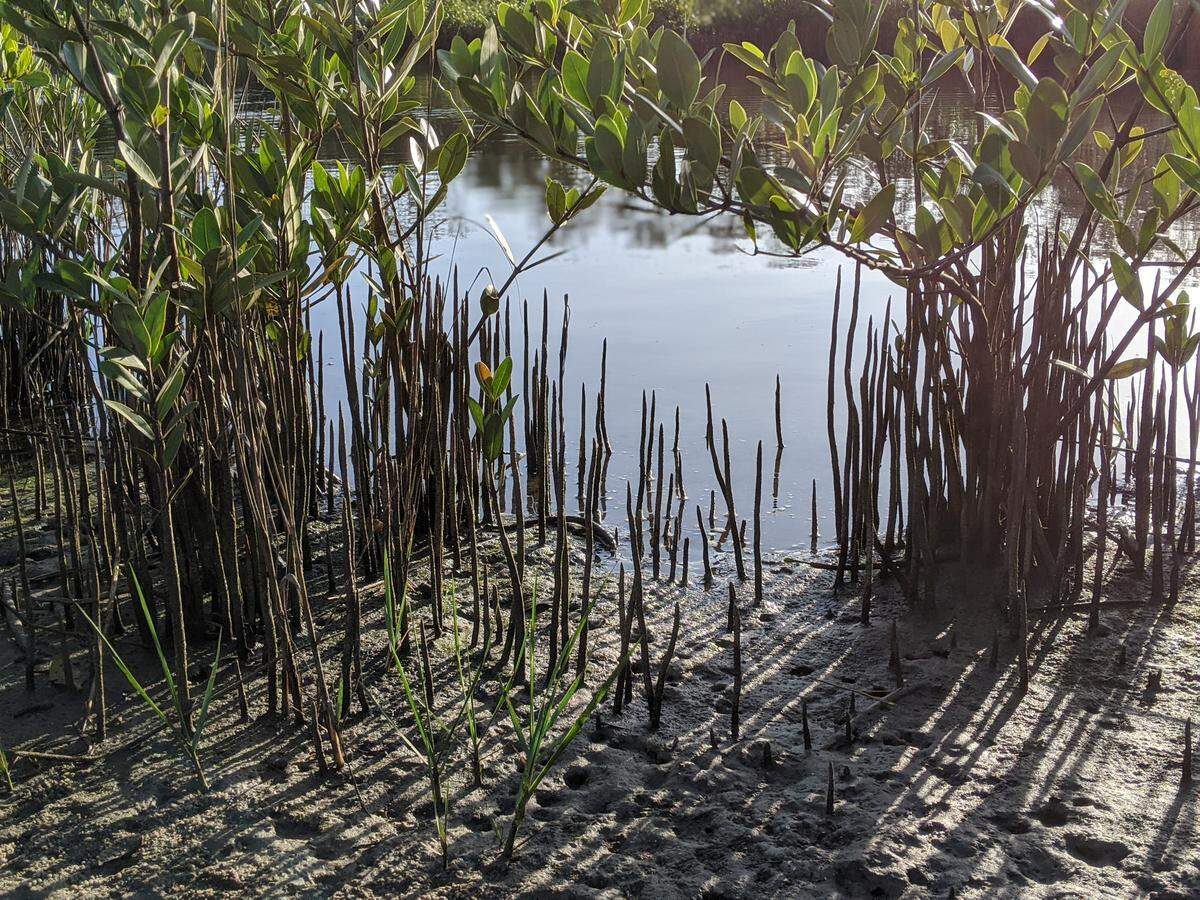 Manatee County officials approved a step toward reduced wetland buffers, which would make more land for development and could harm local water quality, according to local water quality experts. The Florida Institute for Saltwater Heritage’s roughly 100-acre wetland preserve in the fishing village of Cortez is shown in this Bradenton Herald file photo.