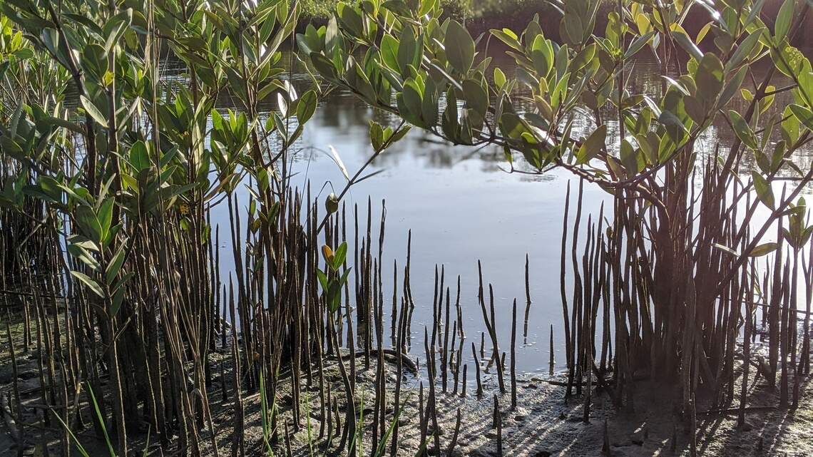 Manatee County officials OK cuts to wetlands protections. But it’s not a done deal yet.
