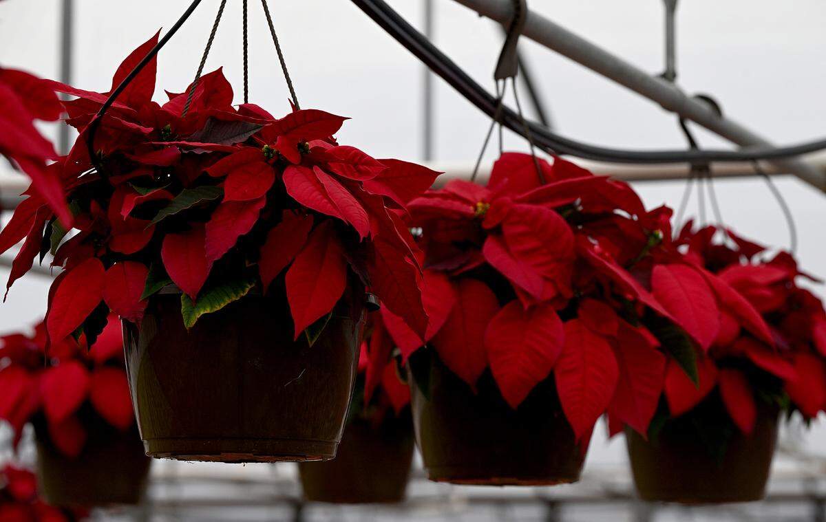 Orban’s Nursery, a family wholesaler in Bradenton for over 100 years, has its annual open house where visitors can drive through and see thousands of festive poinsettias.