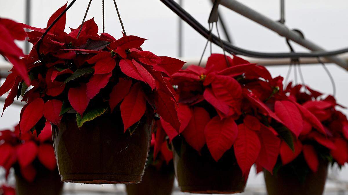 Take time to consider the needs of your holiday plants, like poinsettias, to keep them going for days or even weeks.