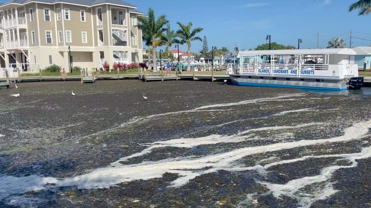 A thick mat of algae covers the water on Anna Maria Island in Manatee County. Longtime angler and resident Rusty Chinnis urges voters to consider future generations and water quality when voting.
