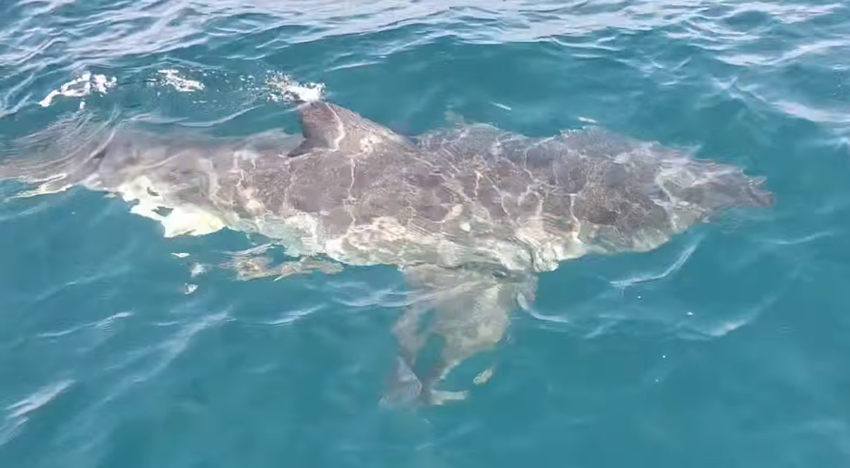 A screenshot from a video shows a great white shark seen in 70 feet of water off Anna Maria Island.