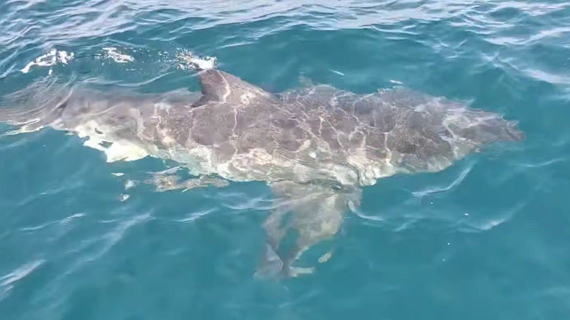 ‘I just couldn’t believe it.’ Angler encounters great white shark near Anna Maria Island