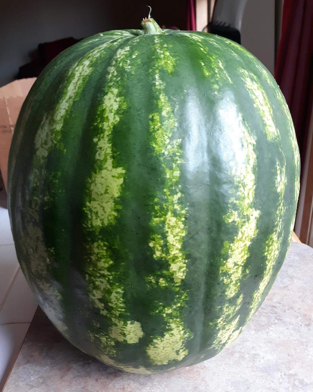 A 25 1/2-pound watermelon from Lovina Eicher’s daughter Elizabeth and son-in-law Tim’s garden.
