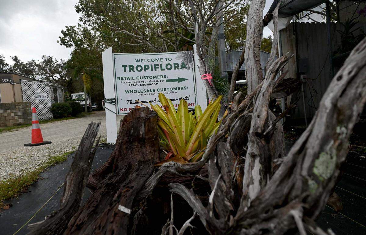 Dennis Cathcart, founder of Tropiflora, a major grower of bromeliads, says the grow-houses with all their plants were hit hard by Hurricane Ian, completely destroying seven structures and heavily damaging most of the rest.