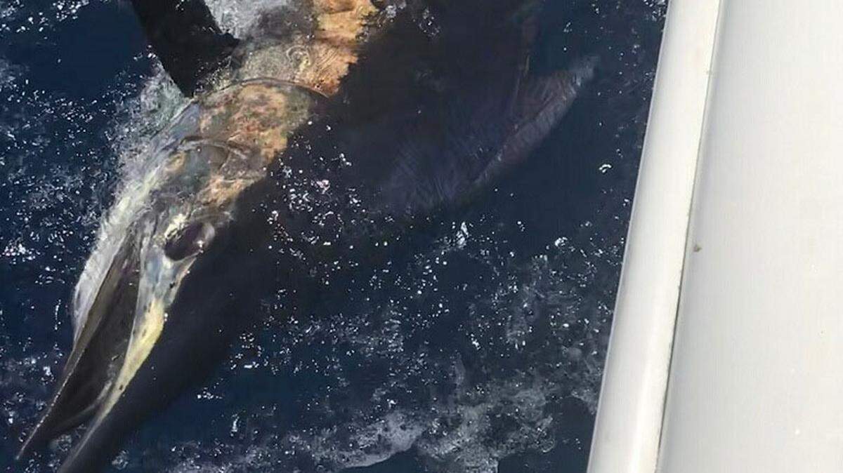 Dave Monda’s team, No Limit, lost the starboard engine while battling this blue marlin about 170 miles offshore.
