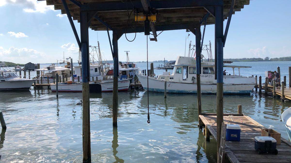 Cortez commercial fishermen continue to find plenty of sea life in the Gulf of Mexico but the world-wide economic downturn caused by the COVID-19 pandemic has curbed demand for higher end products, such as mullet roe.
