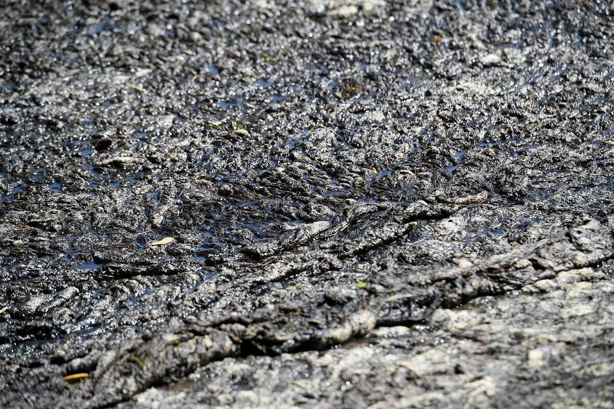 050/06/21—Manatee County has put up turbidity barriers at the inlets to Tampa Bay and Palma Sola Bay to keep an algae growth from entering the waters of Robinson Preserve.