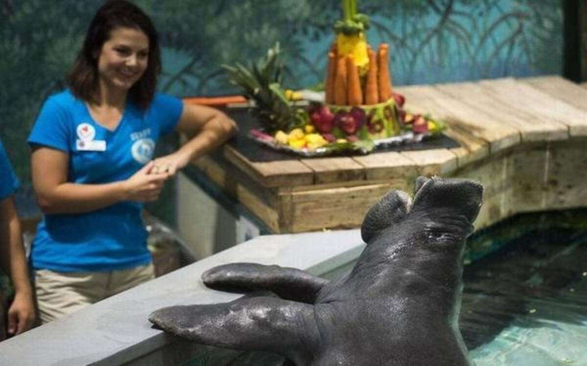 Snooty plays with a Bishop Museum worker.