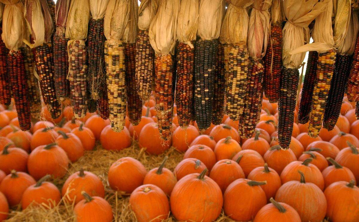 Hunsader Farm will host its 31st Annual Pumpkin Festival the last three weekends in October. The event includes a giant pumpkin patch.                
