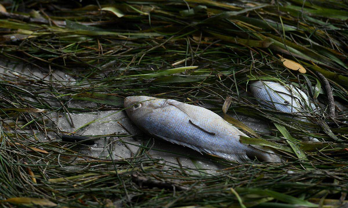 07/14/21—Higher levels of Karenia brevis, the algae that causes red tide, have been detected in the waters near Longboat Pass.