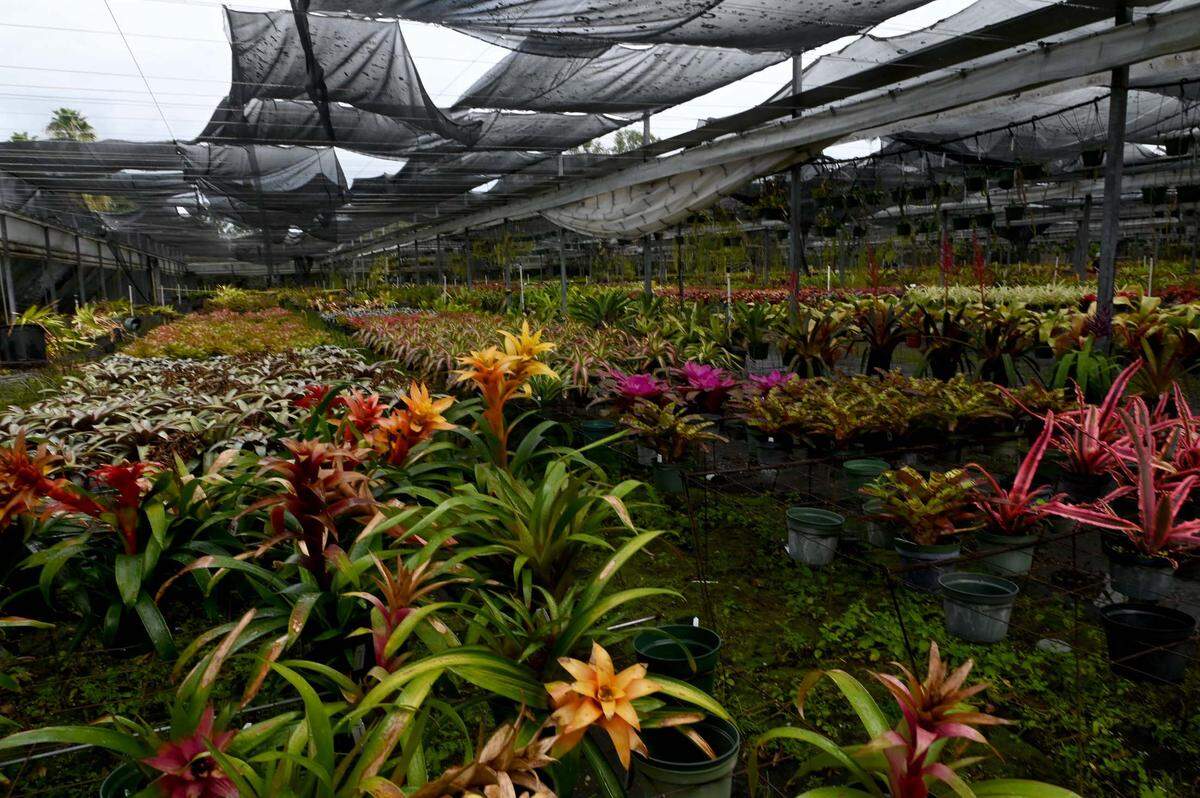 Dennis Cathcart, founder of Tropiflora, a major grower of bromeliads, says the grow-houses with all their plants were hit hard by Hurricane Ian, completely destroying seven structures and heavily damaging most of the rest.