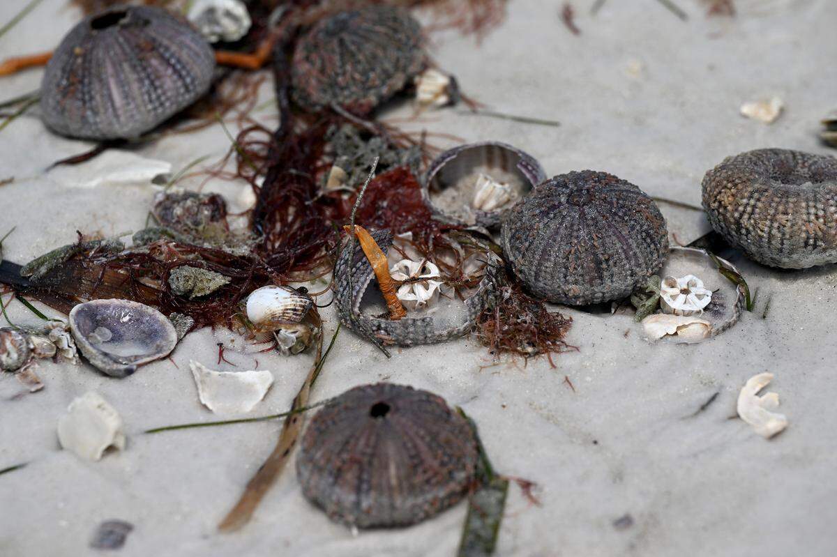 A variety of sea life was washed ashore on northern Anna Maria Island after Hurricane Idalia passed on August 31, 2023.