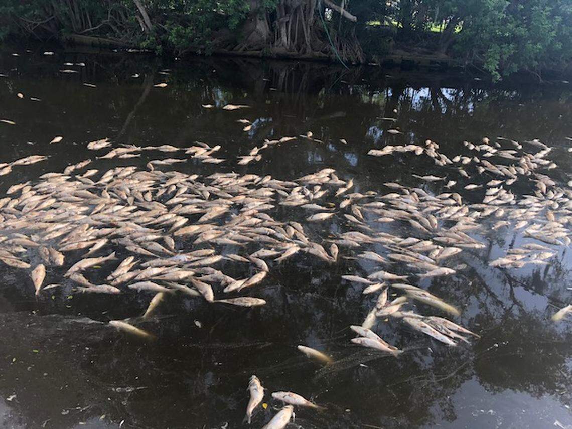 Red tide was blamed for killing thousands of fish in Manatee County during the year-long bloom.