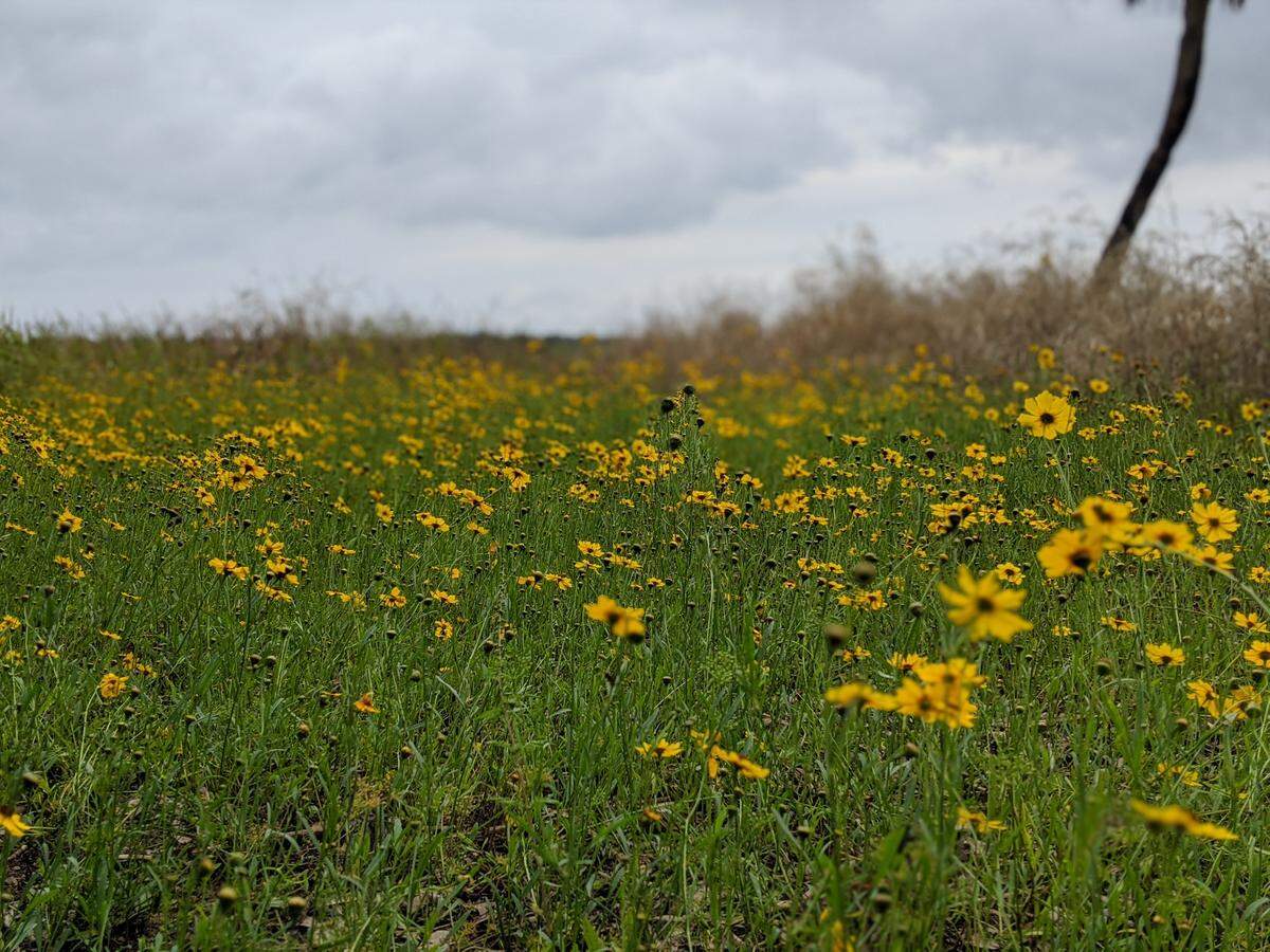 5/24/20--Visitors flock to Myakka River State Park each year for the bloom of Coreopsis, Florida’s state wildflower.