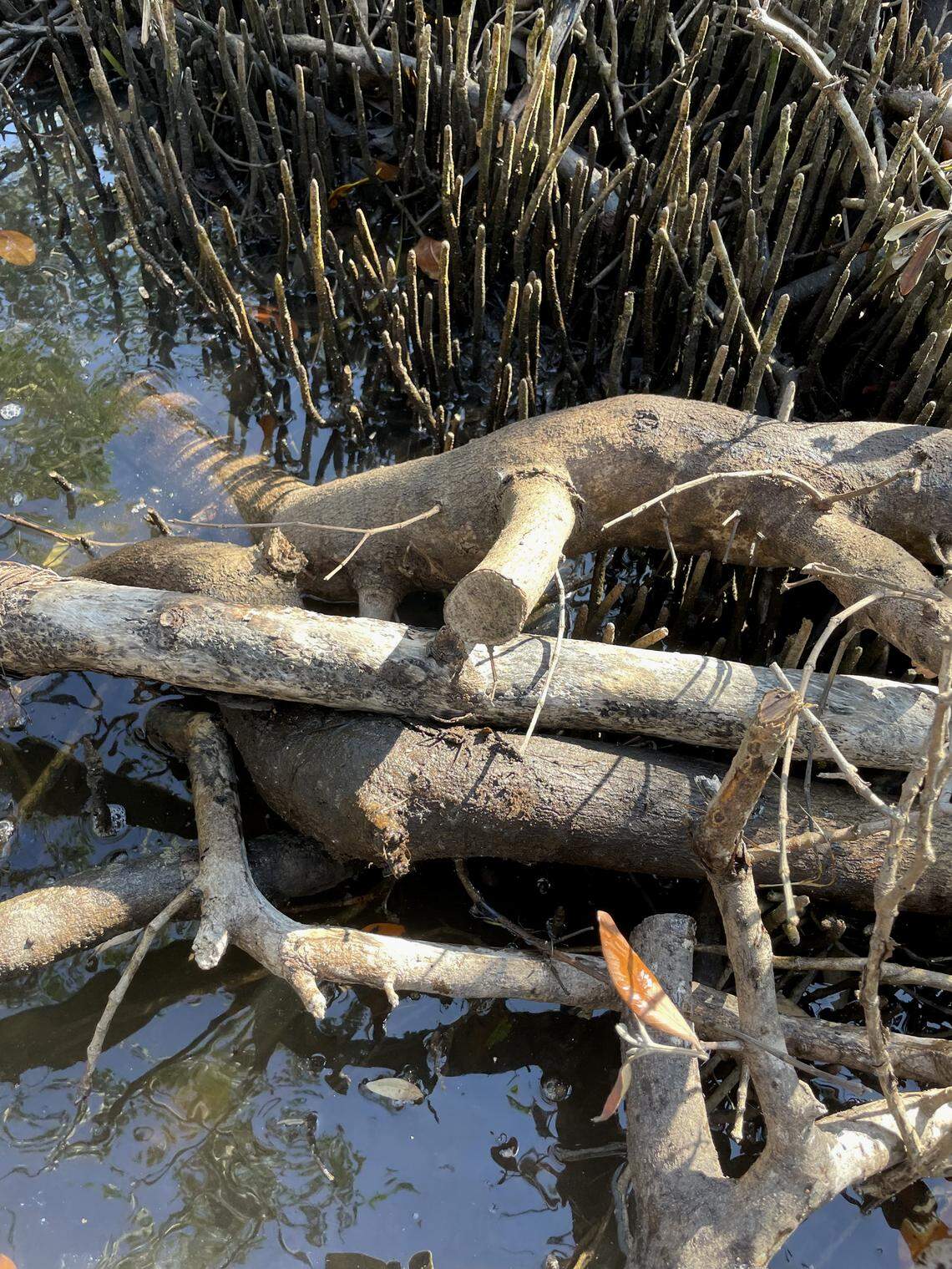 Local environmental advocates have raised concern with recent mangrove trimming along the western shoreline of Sarasota Bay, where the Aqua by the Bay development is under construction.