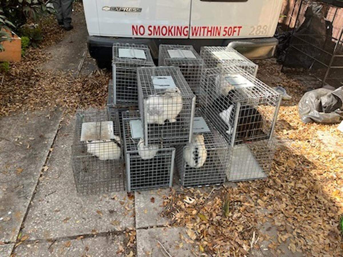 Manatee County removed 69 live rabbits from a Bradenton home that were living in “deplorable conditions.” The animals have been taken to Bishop Animal Shelter for evaluation and care.