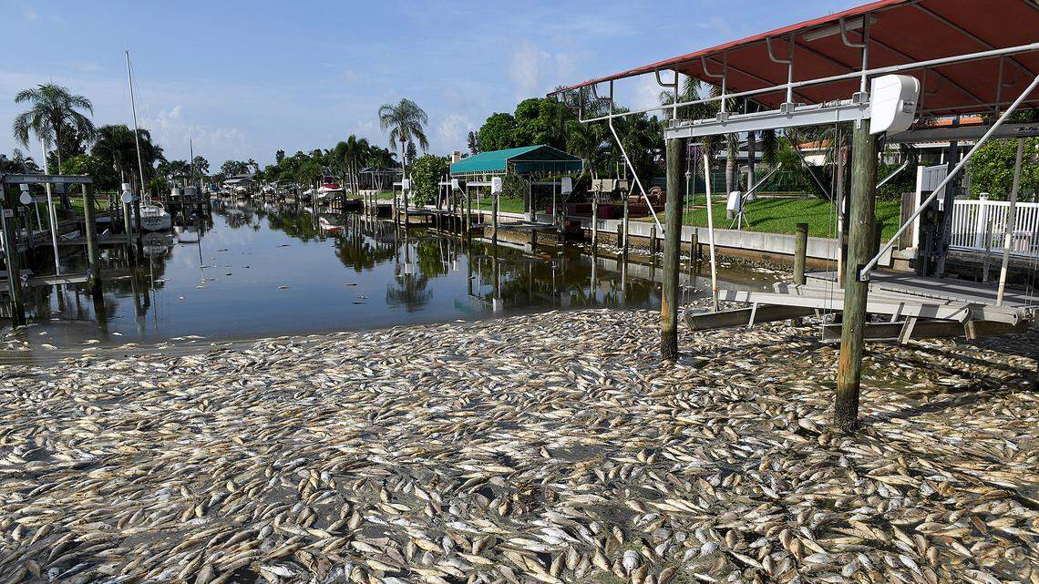 Thousands of dead fish sit in a canal behind a home in Coral Shores, rotting and smelling, during red tide event in 2017-2019 in Manatee County.