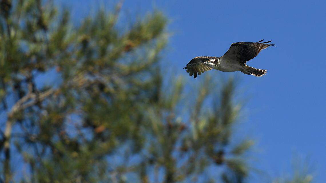 An osprey flies over the waters of Palma Sola Causeway. Ospreys primarily eat fish, so the health of the waterways and the creatures who live within are important for their health.