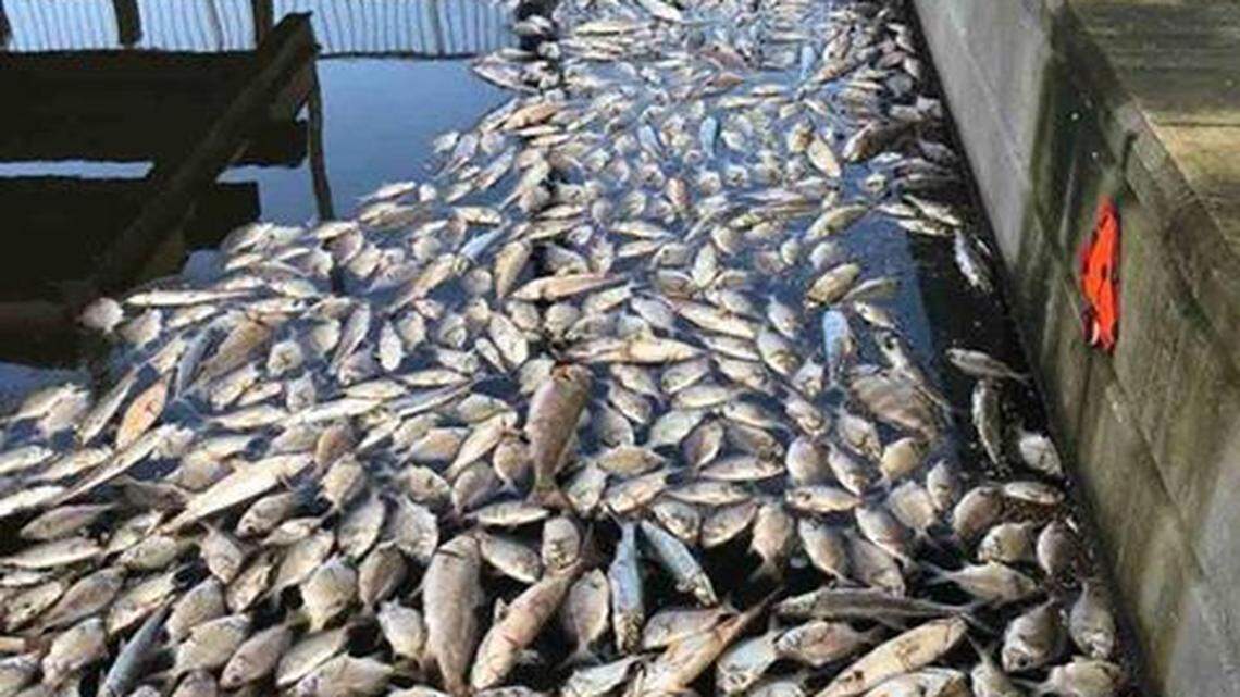 Hundreds of dead fish washed up in a Bradenton neighborhood. Now residents want answers.