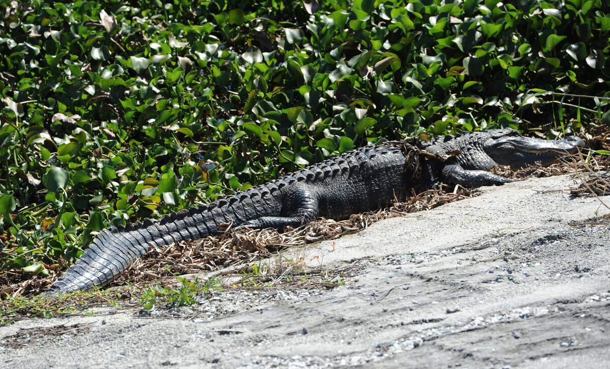 An alligator warms its self in the sun along the bank of the Lake Manatee Reservoir in January 2013. 