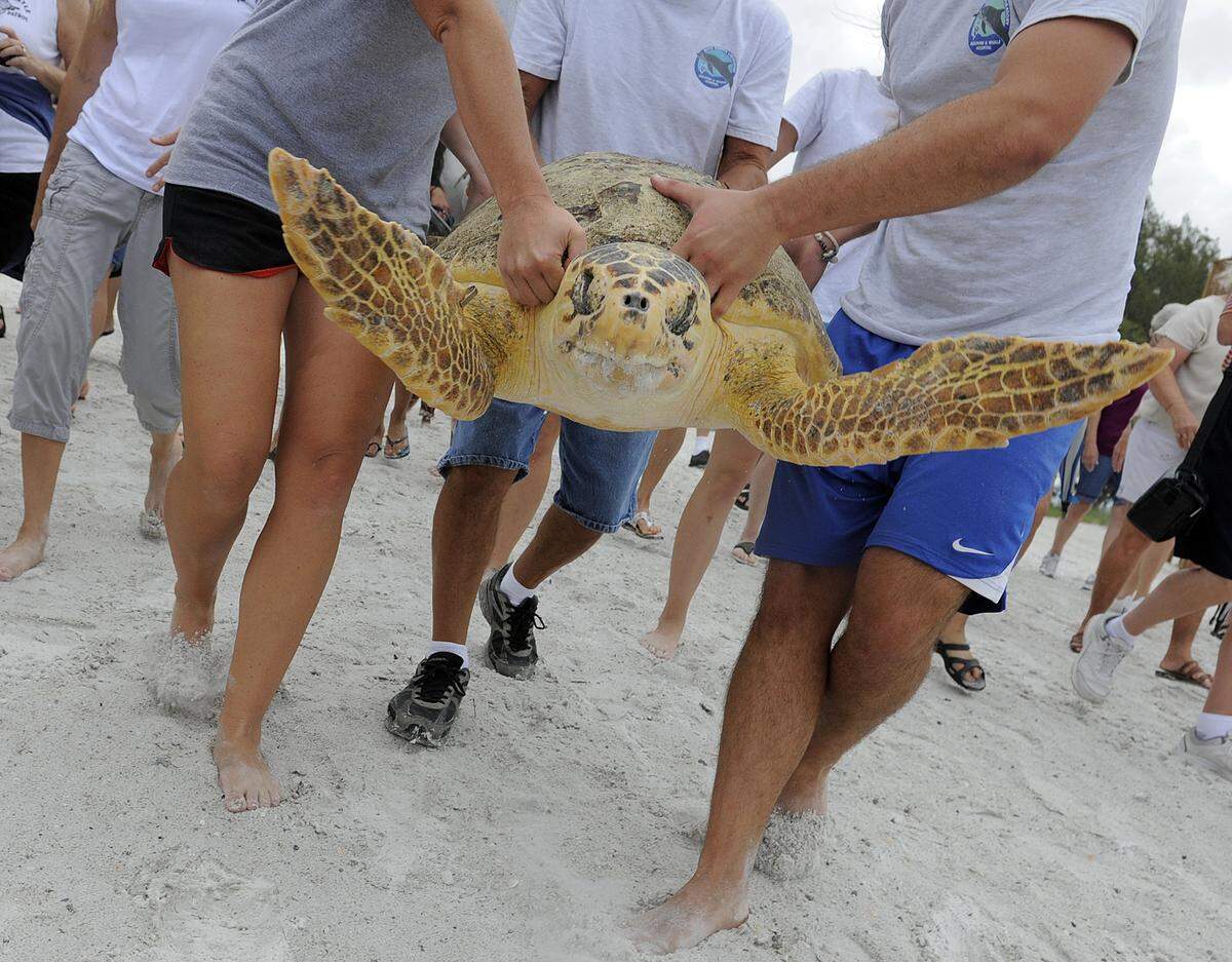 Members of Anna Maria Turtle Watch and others gather at Coquina Beach for the release of Tyler, a Loggerhead sea turtle who was rehabilitated by Mote Marine. Monday morning Tyler, who was found on Anna Maria Island in March by some vacationers, arrived in a truck and was carried by interns from Mote to the edge of the water where he was released to applause and cheers. TIFFANY TOMPKINS-CONDIE/Bradenton Herald