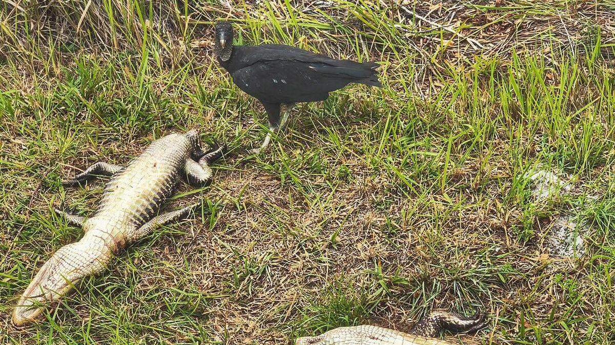 After two gators were found dead in Myakka City, FWC launched an investigation.